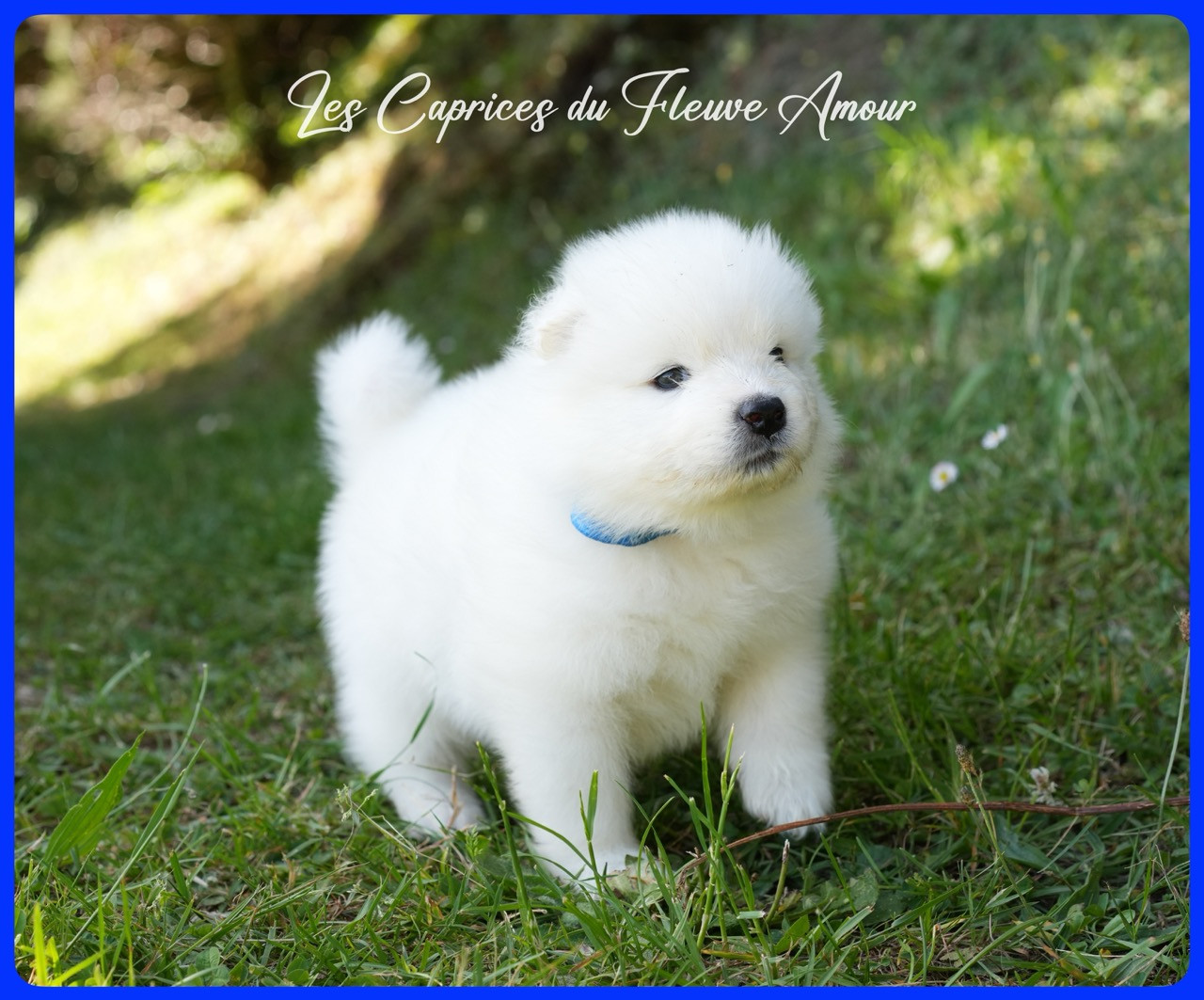 Des Caprices Du Fleuve Amour - Chiots disponibles - Samoyède