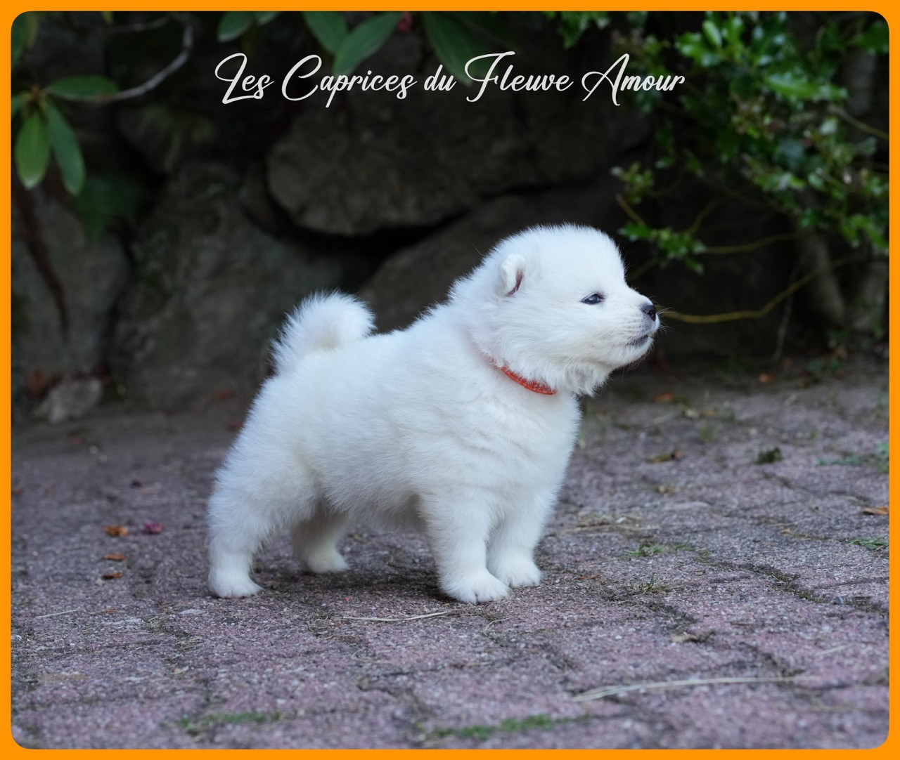 Des Caprices Du Fleuve Amour - Chiots disponibles - Samoyède