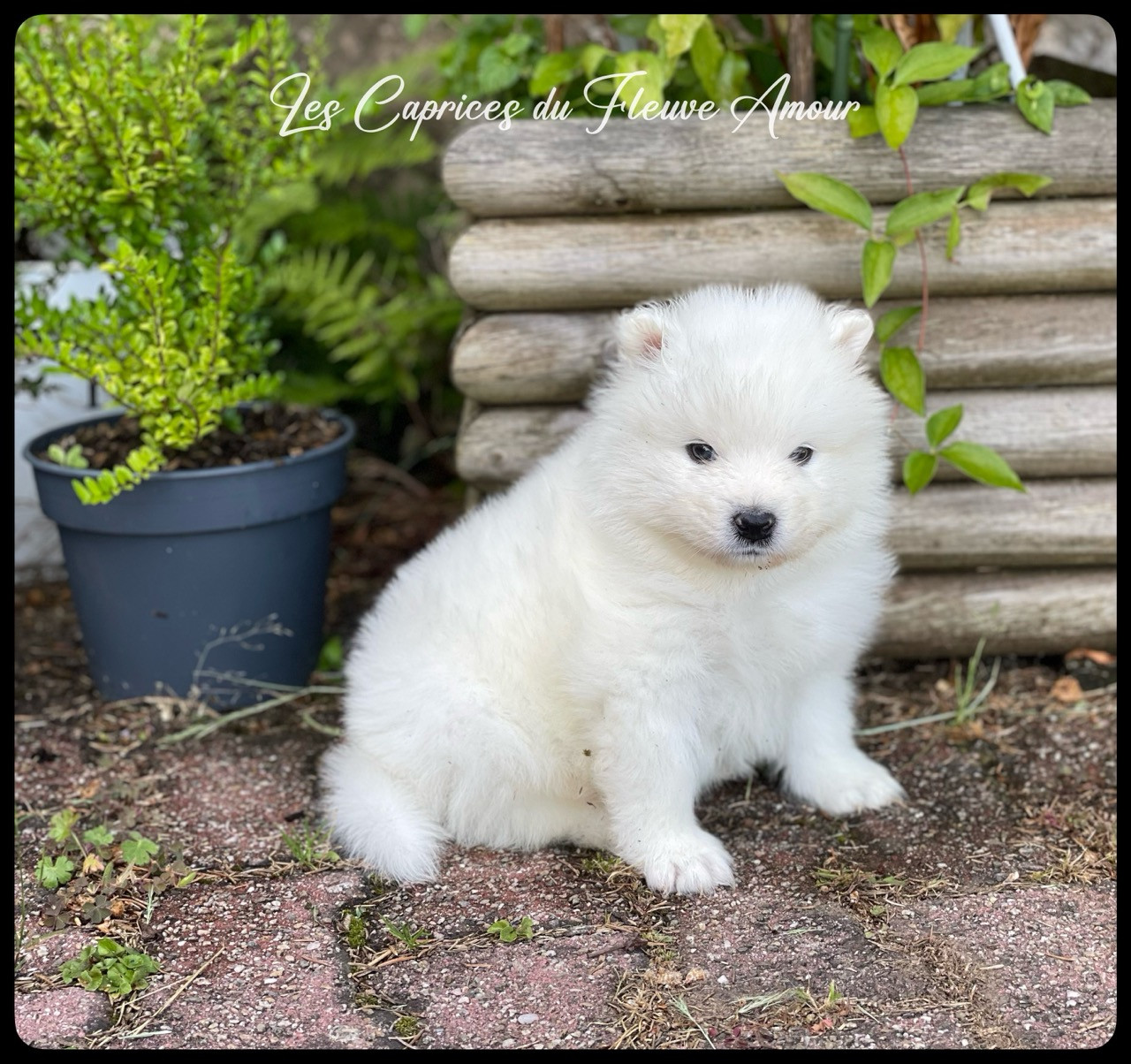 Des Caprices Du Fleuve Amour - Chiots disponibles - Samoyède