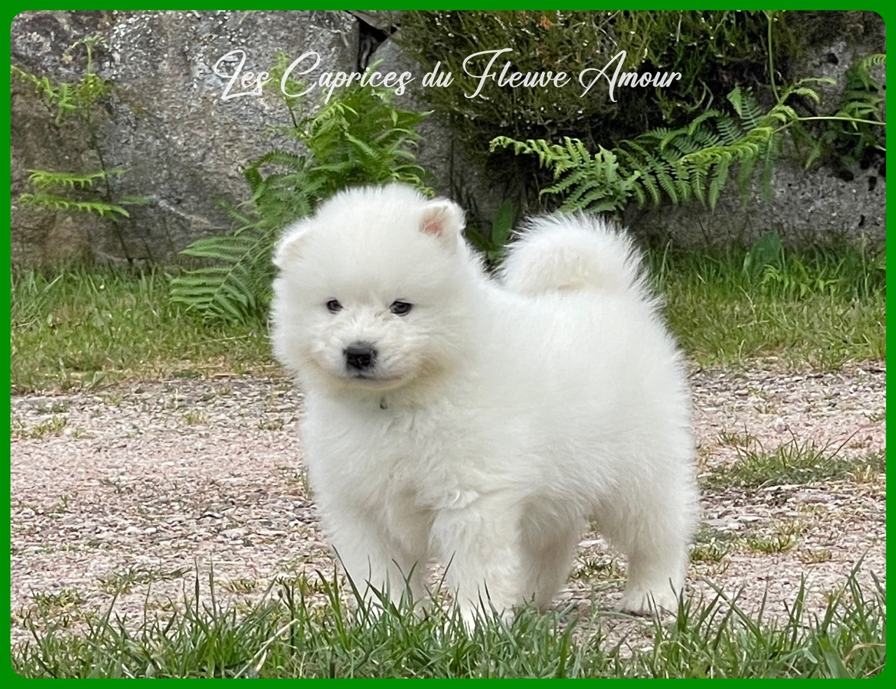 Des Caprices Du Fleuve Amour - Chiots disponibles - Samoyède