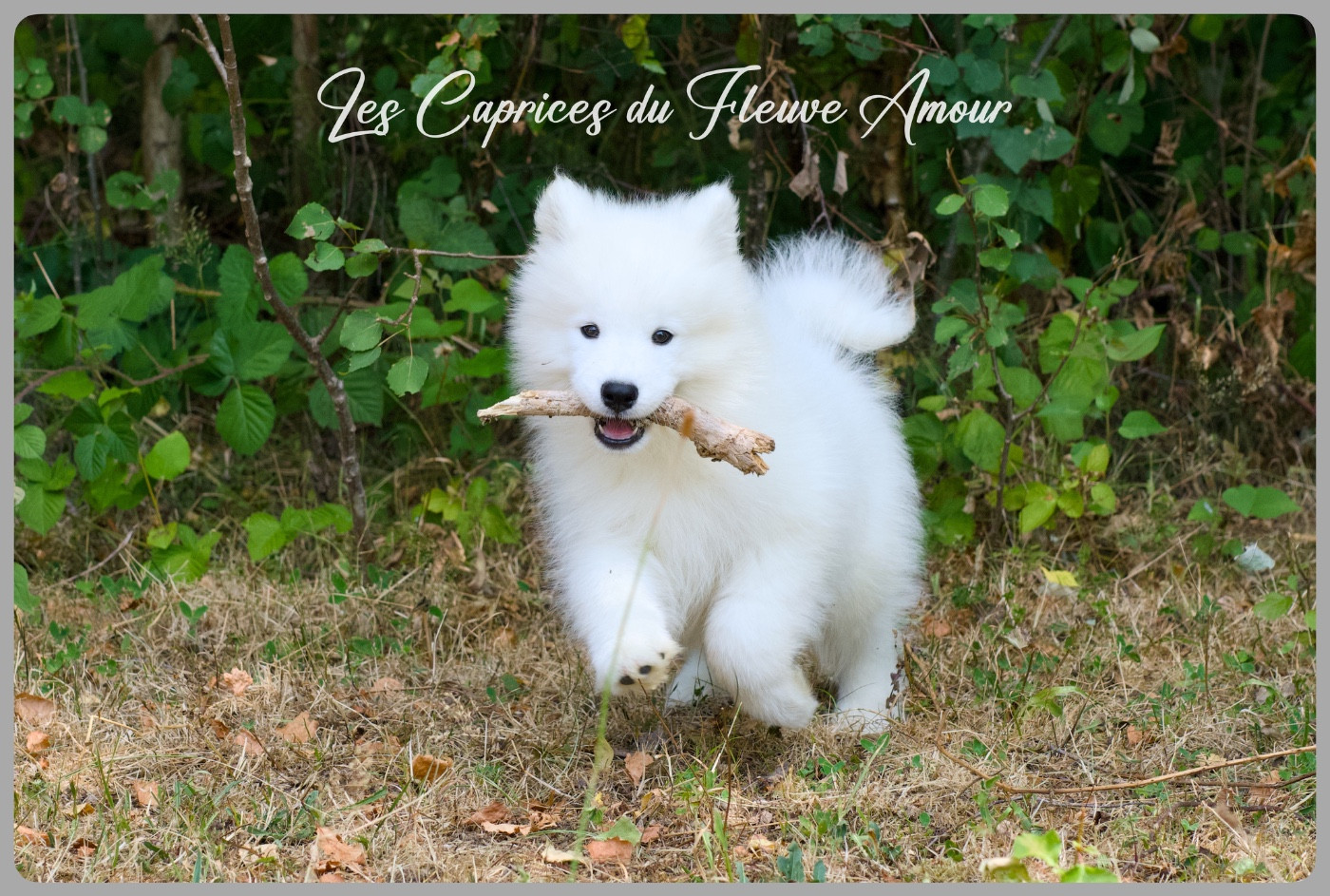 Des Caprices Du Fleuve Amour - Chiots disponibles - Samoyède