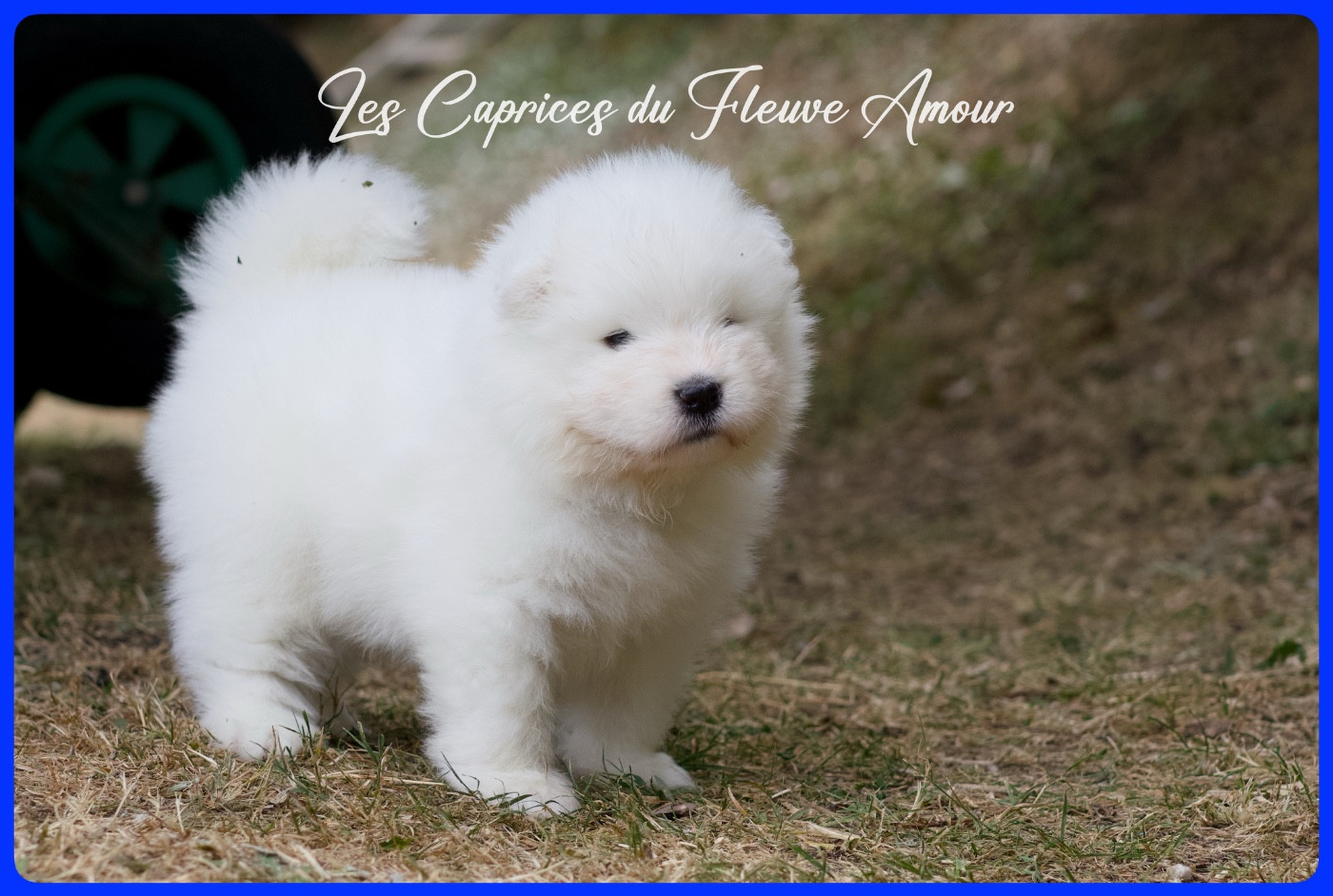 Des Caprices Du Fleuve Amour - Chiots disponibles - Samoyède