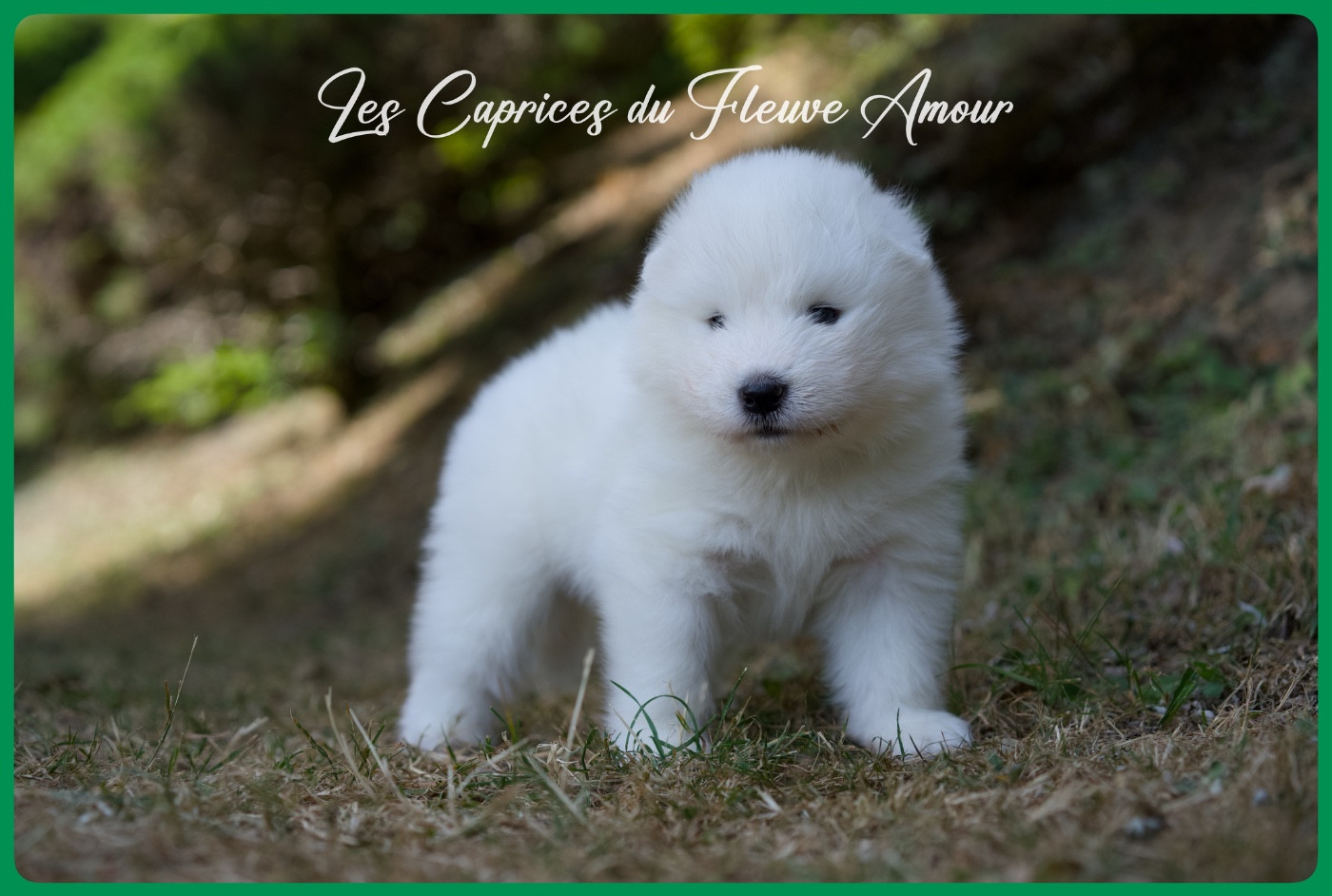 Des Caprices Du Fleuve Amour - Chiots disponibles - Samoyède
