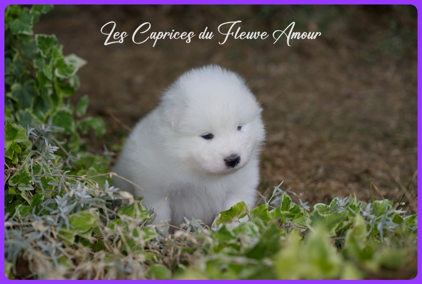 Des Caprices Du Fleuve Amour - Chiots disponibles - Samoyède