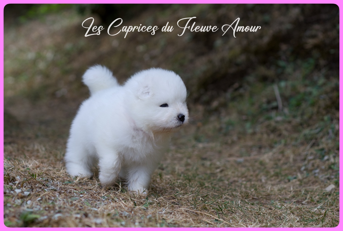 Des Caprices Du Fleuve Amour - Chiots disponibles - Samoyède