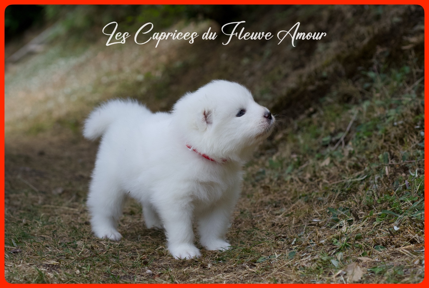 Des Caprices Du Fleuve Amour - Chiots disponibles - Samoyède