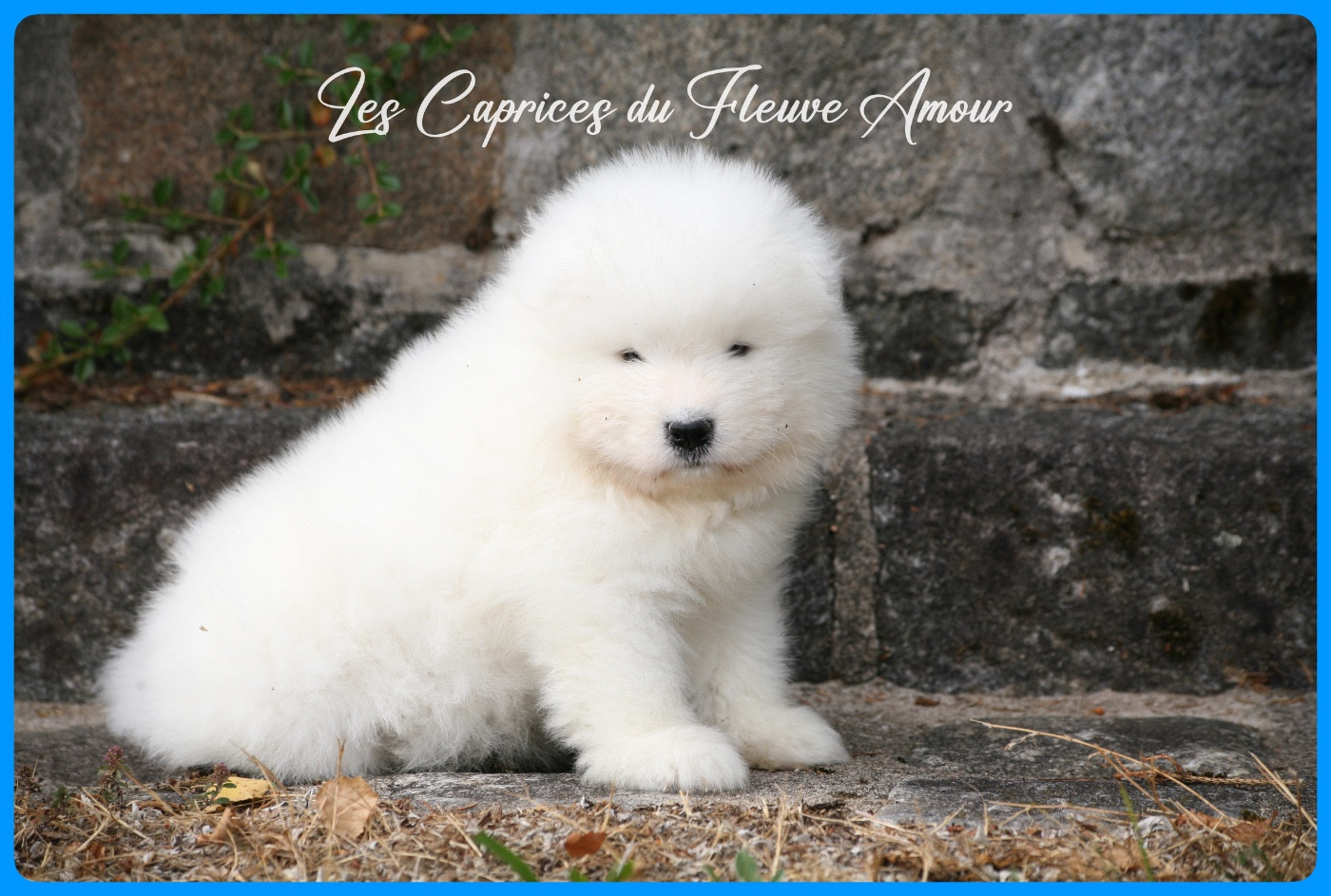 Des Caprices Du Fleuve Amour - Chiots disponibles - Samoyède
