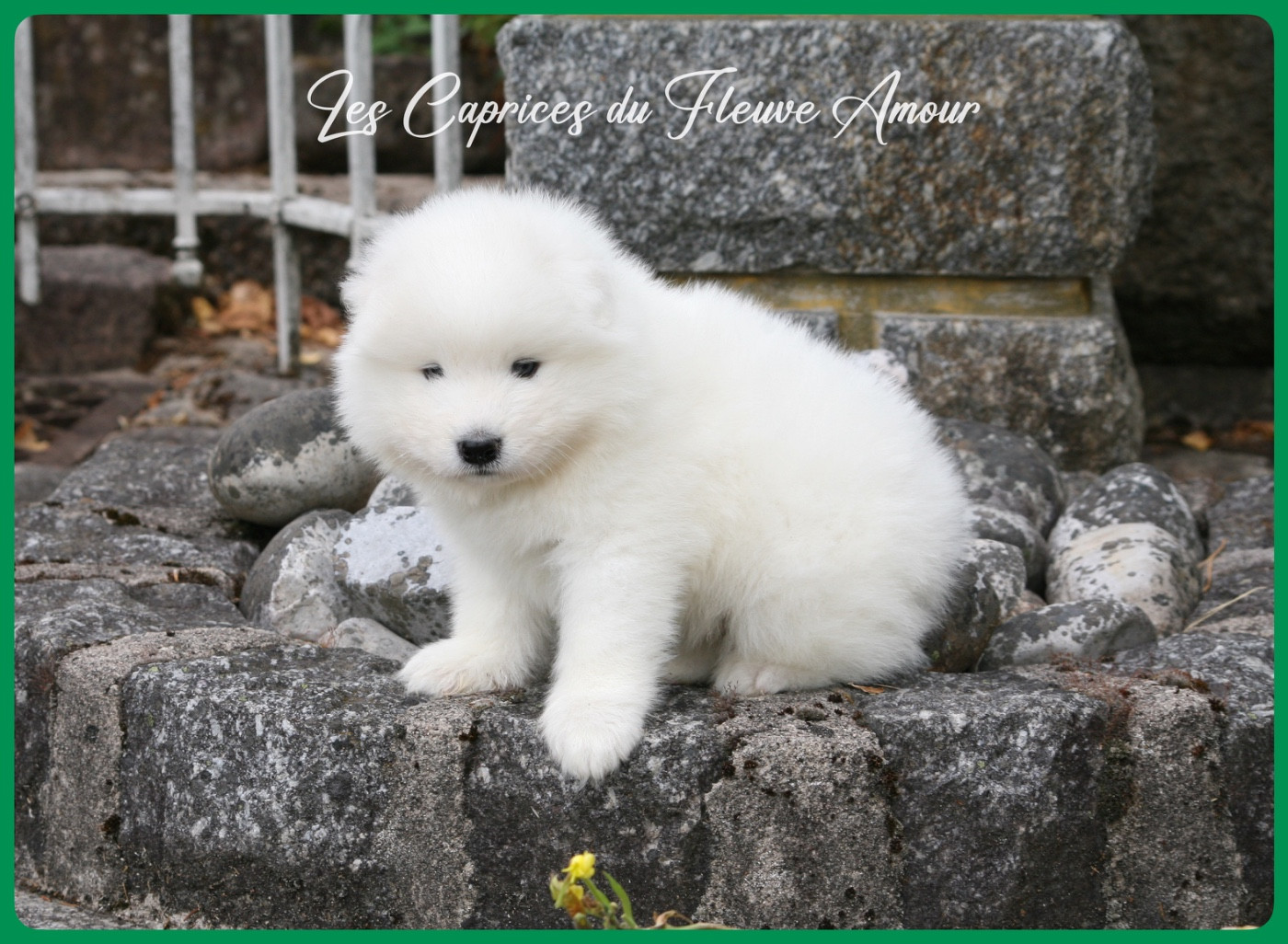 Des Caprices Du Fleuve Amour - Chiots disponibles - Samoyède