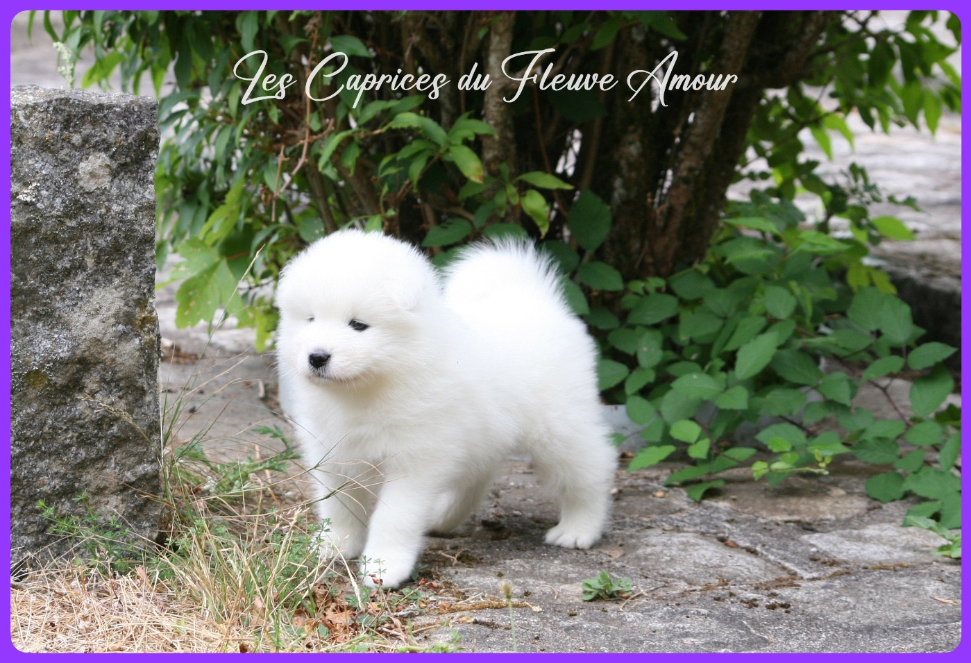 Des Caprices Du Fleuve Amour - Chiots disponibles - Samoyède