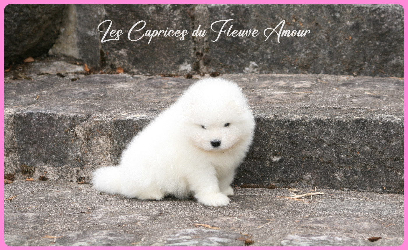 Des Caprices Du Fleuve Amour - Chiots disponibles - Samoyède