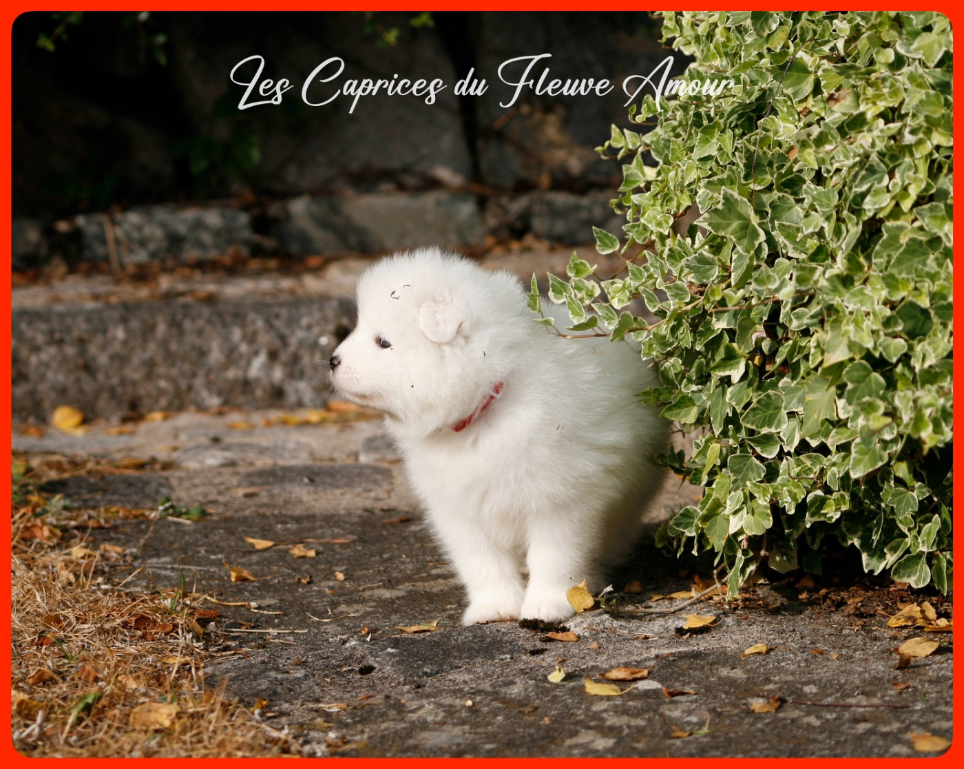 Des Caprices Du Fleuve Amour - Chiots disponibles - Samoyède