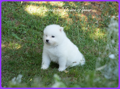 Collier Violet